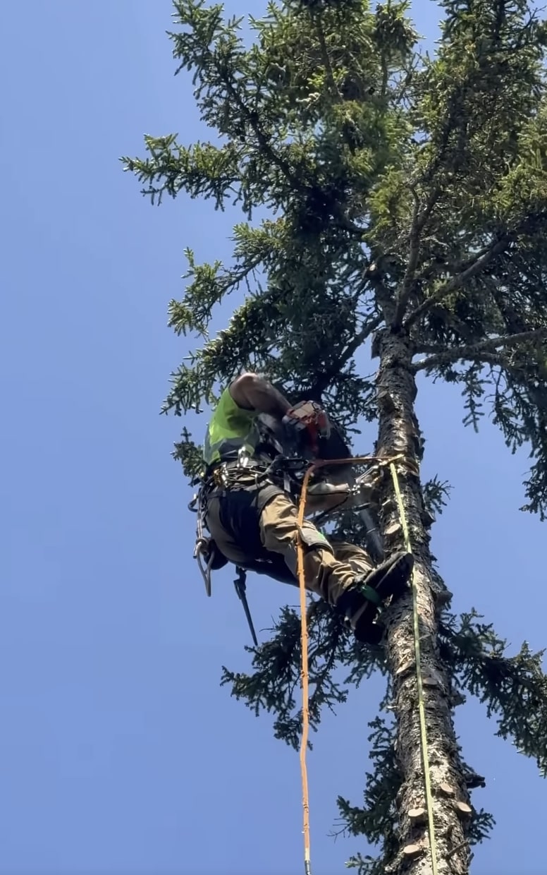 Professional arborist climbing tree for trimming service in Lake Elsinore, CA