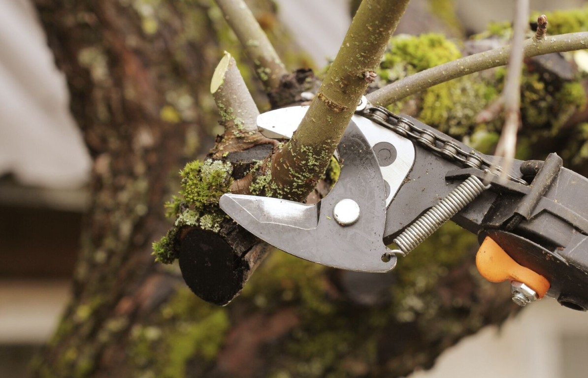 Professional tree pruning shears cutting moss-covered branch